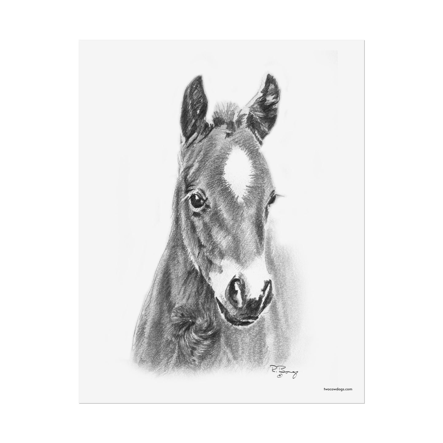 Star Foal, Young Quarter Horse Design