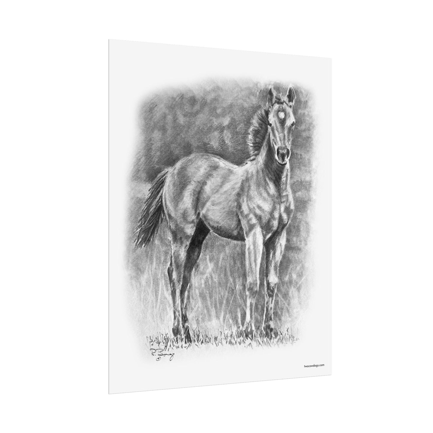 Young Stud Colt, Quarter Horse Matte Design