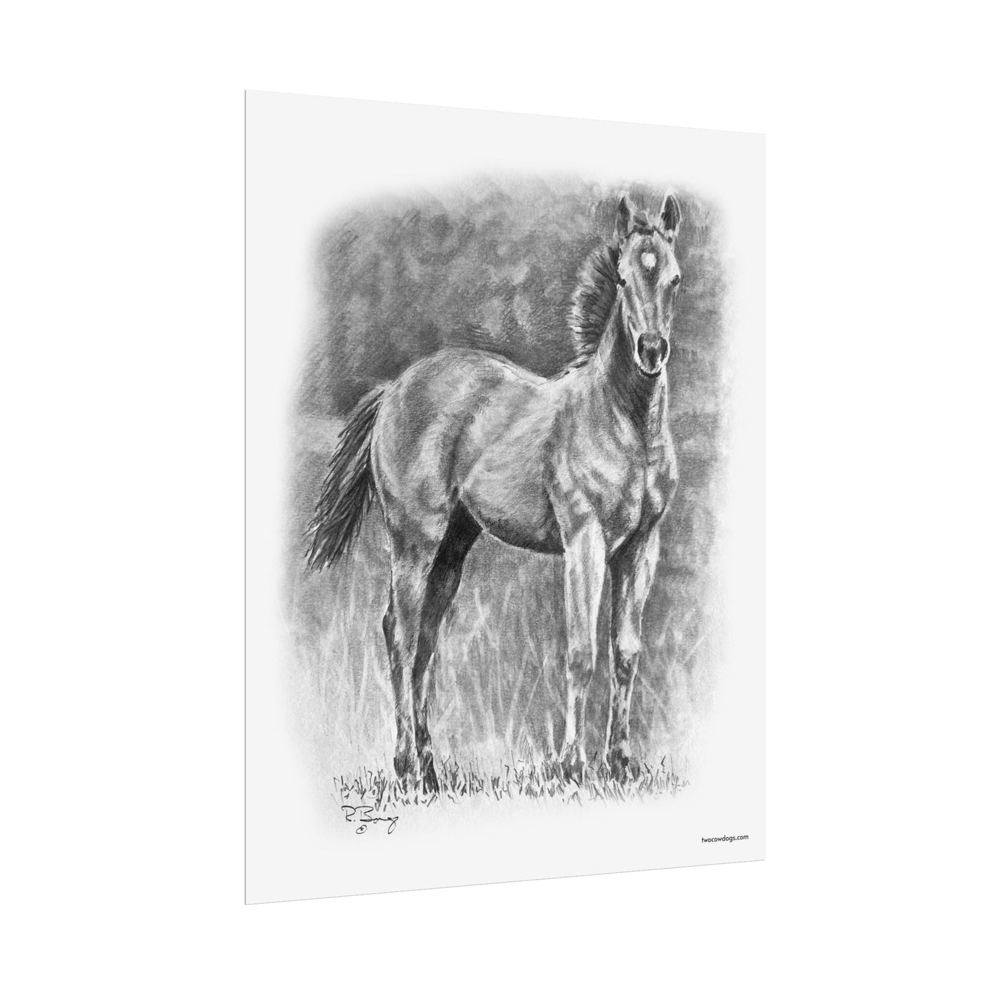 Young Stud Colt, Quarter Horse Matte Design