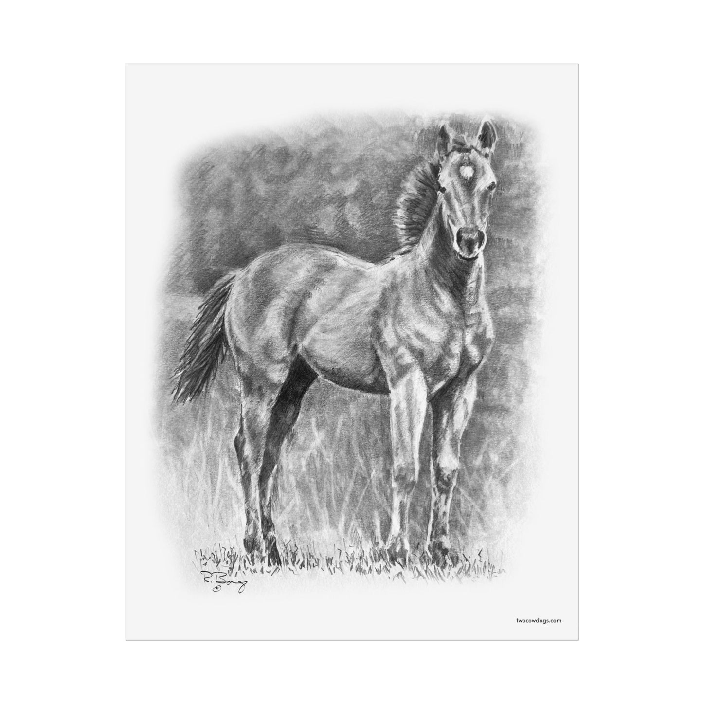 Young Stud Colt, Quarter Horse Matte Design
