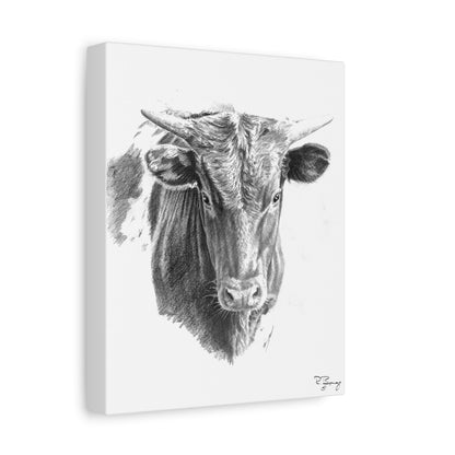Young Longhorn Steer, stretched Canvas
