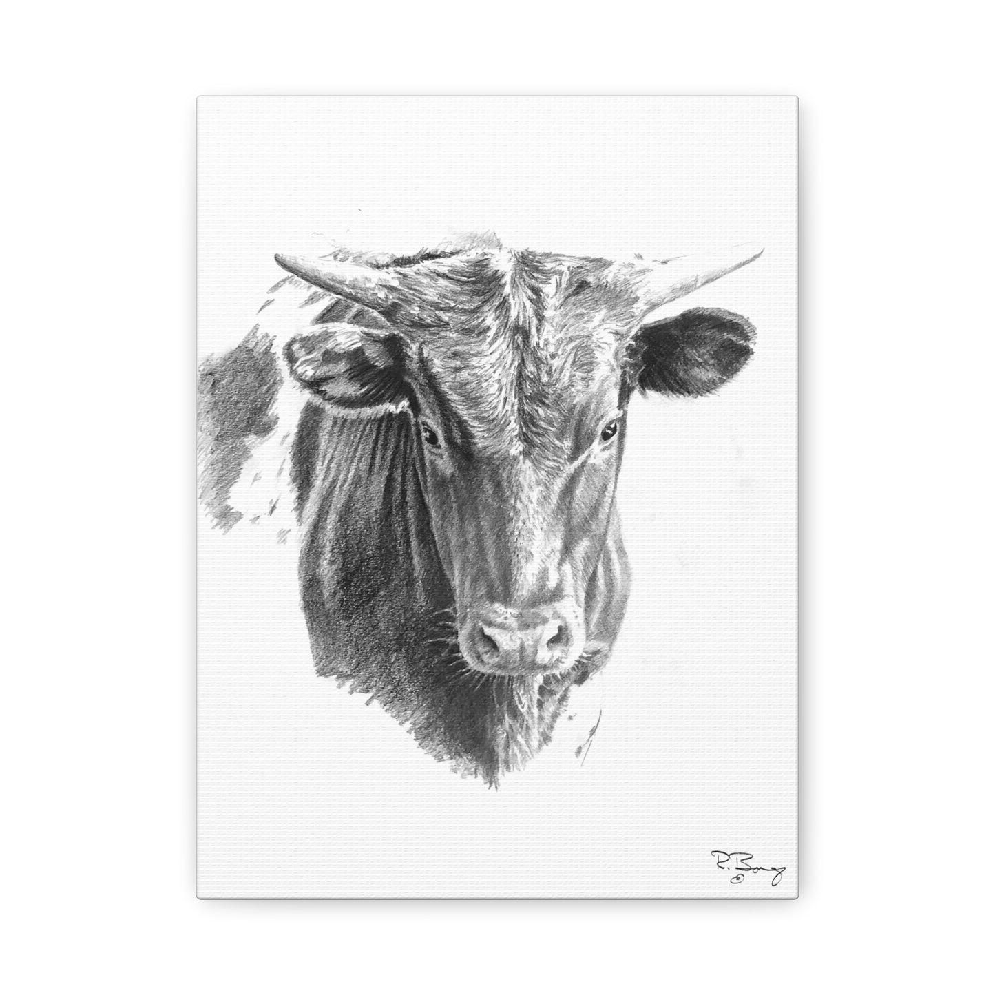 Young Longhorn Steer, stretched Canvas