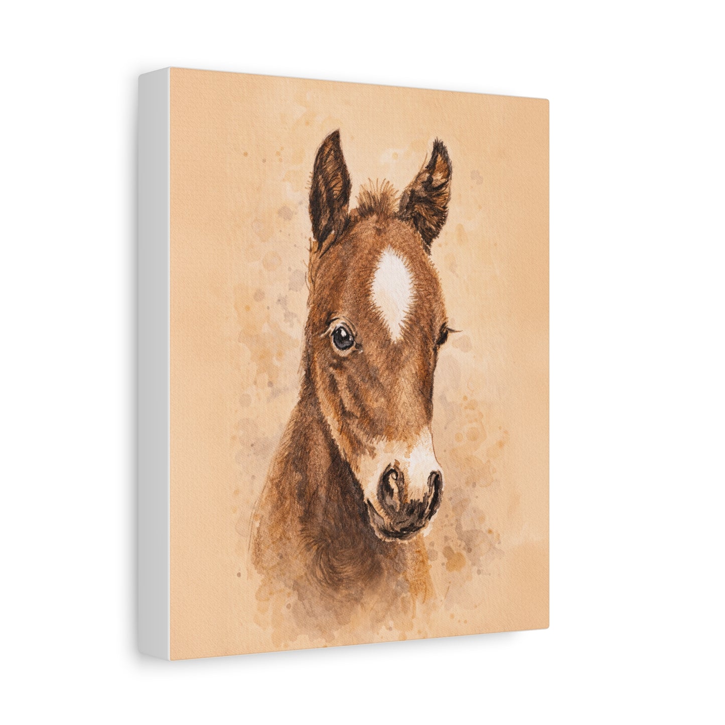 Star Colt Stretched Canvas Print