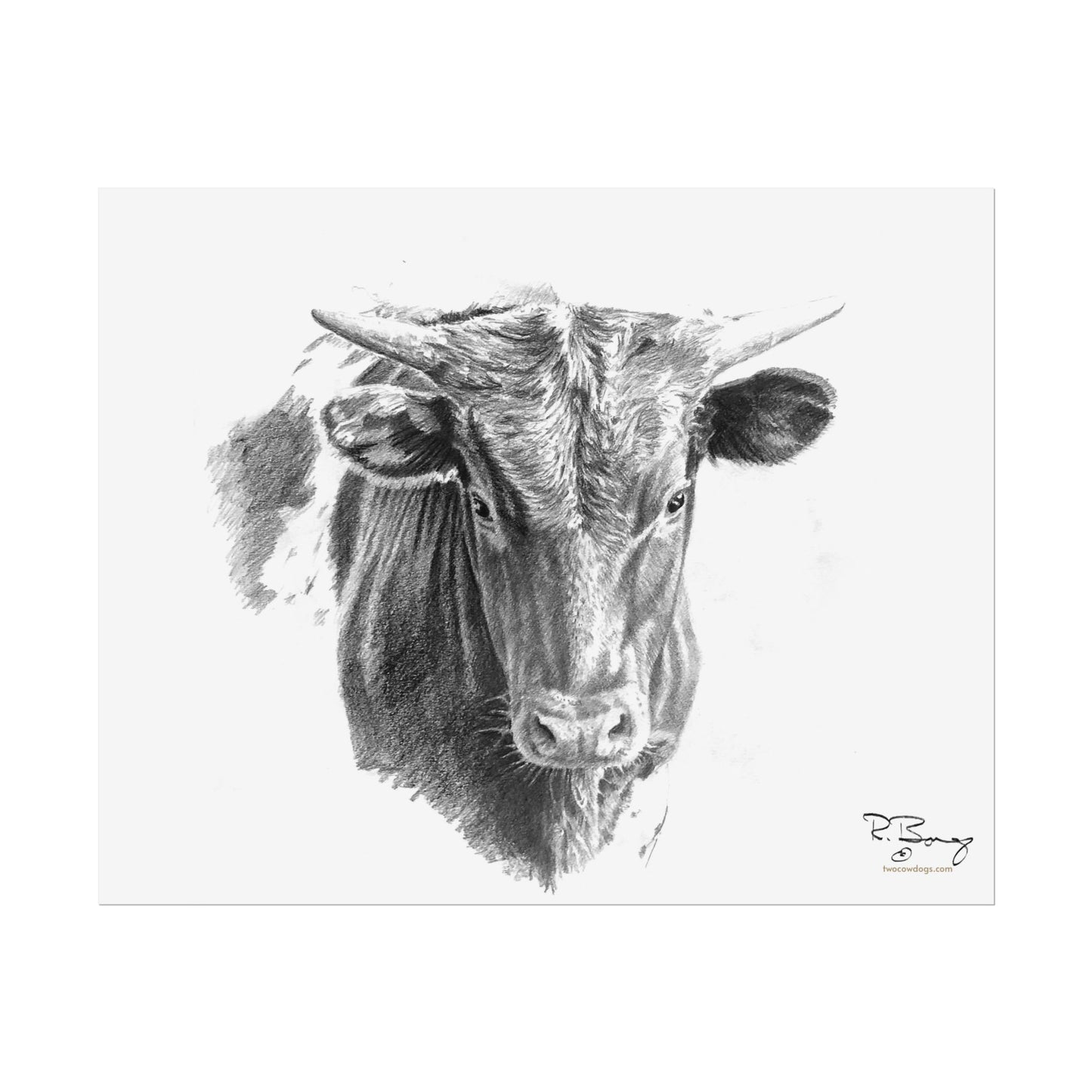 Young Longhorn Steer, Custom Print