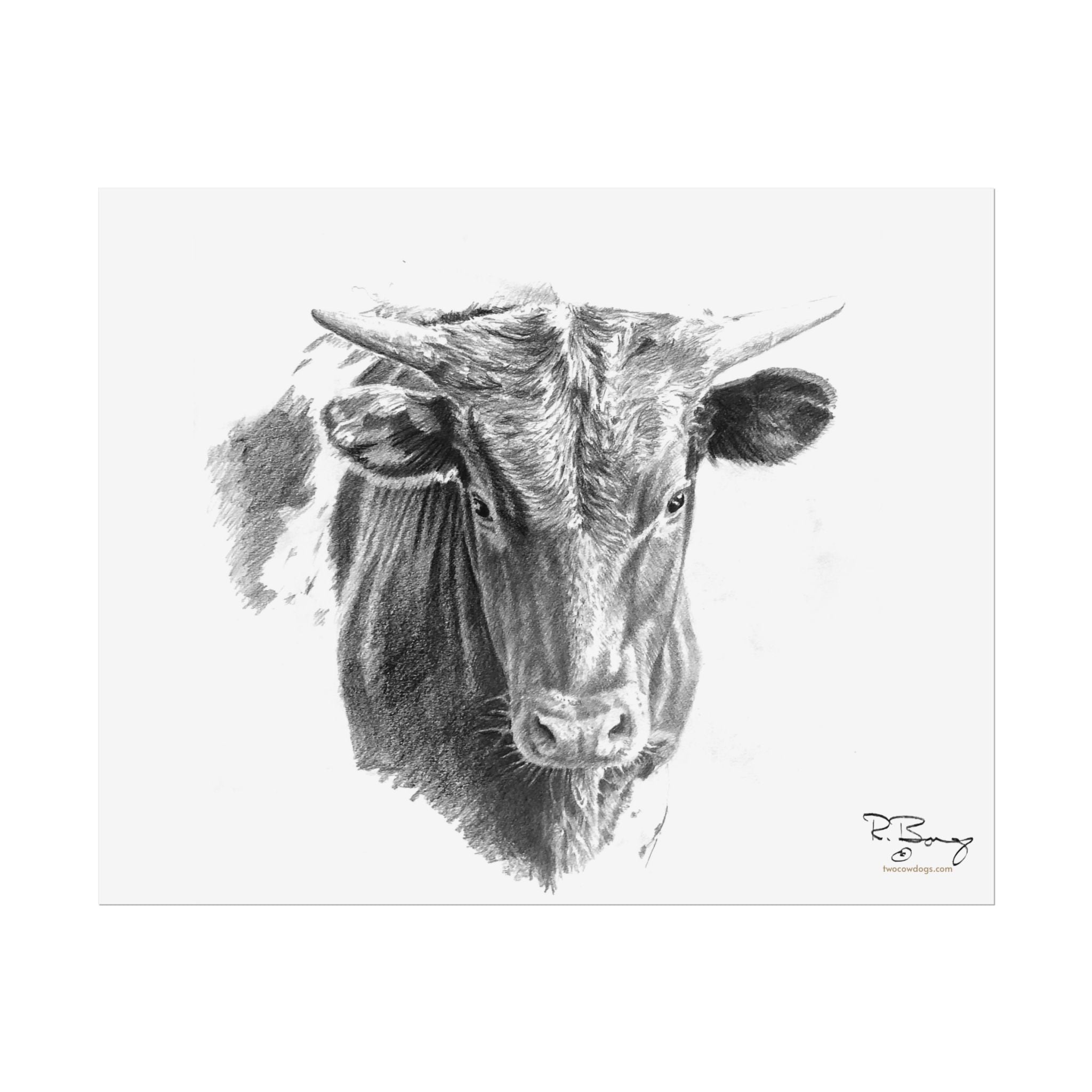 Young Longhorn Steer, Custom Print