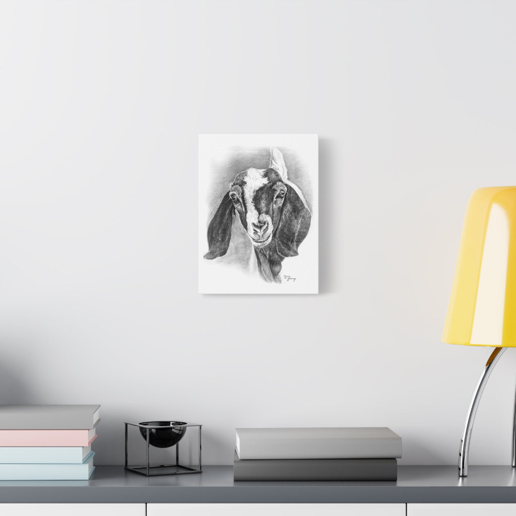 Boer Goat Canvas