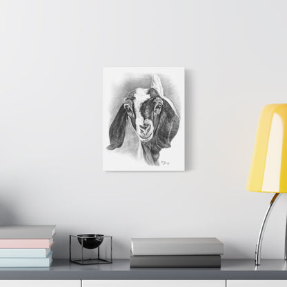 Boer Goat Canvas
