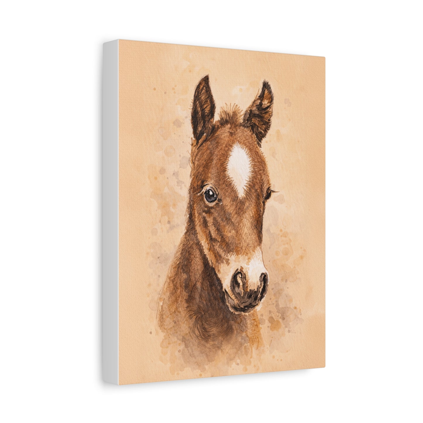 Star Colt Stretched Canvas Print