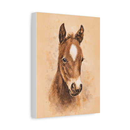 Star Colt Stretched Canvas Print