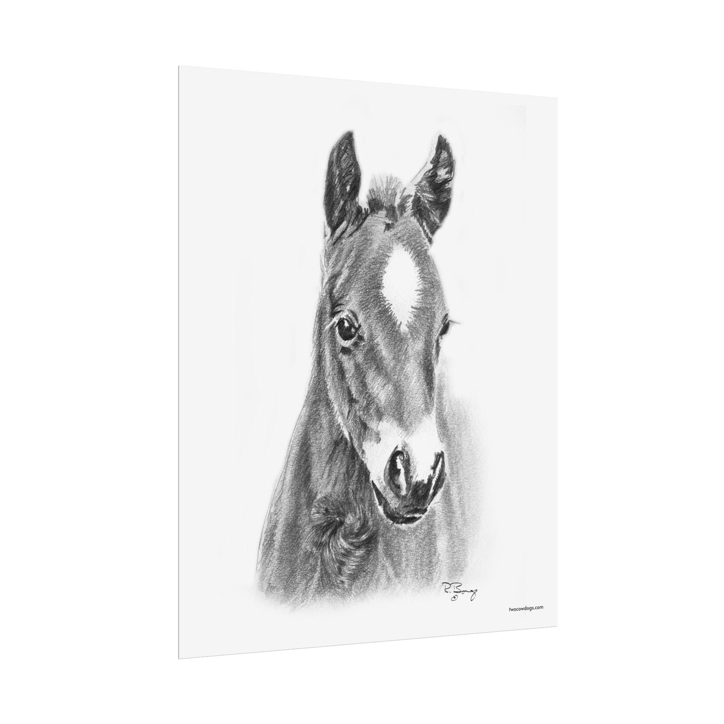 Star Foal, Young Quarter Horse Design