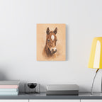 Star Colt Stretched Canvas Print