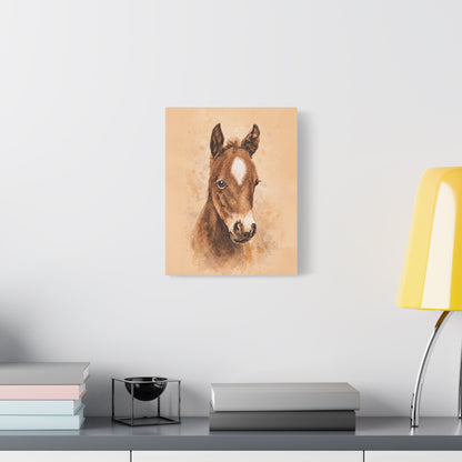 Star Colt Stretched Canvas Print
