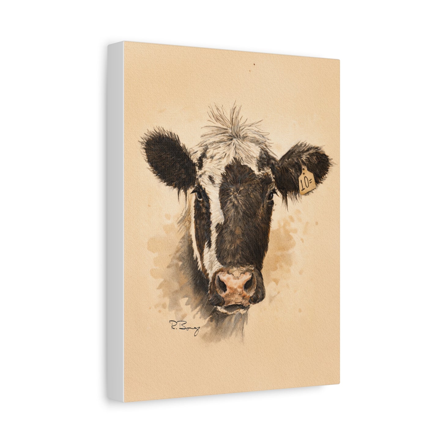 Scruffy Cow Portrait Stretched Canvas