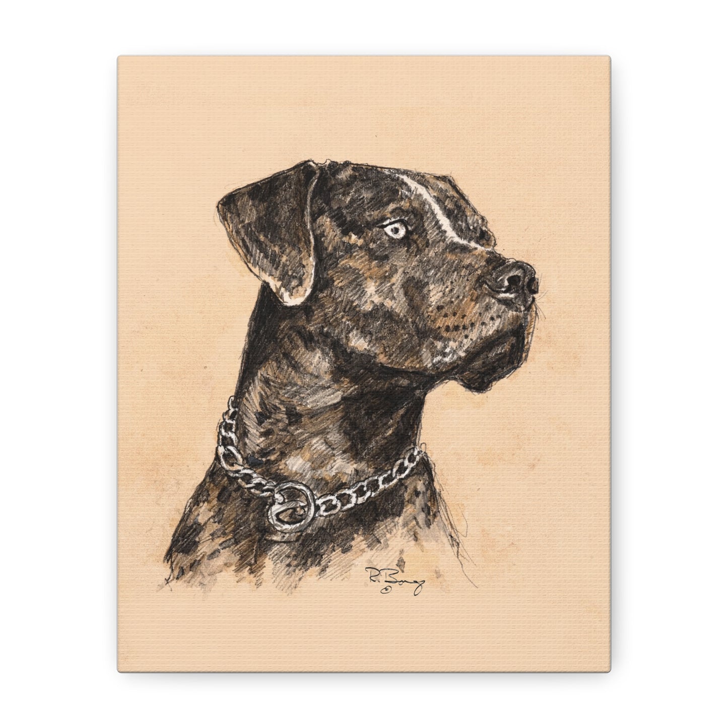 Catahoula Stretched Canvas Print