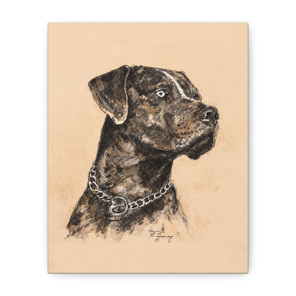 Catahoula Stretched Canvas Print