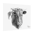 Young Longhorn Steer, Custom Print