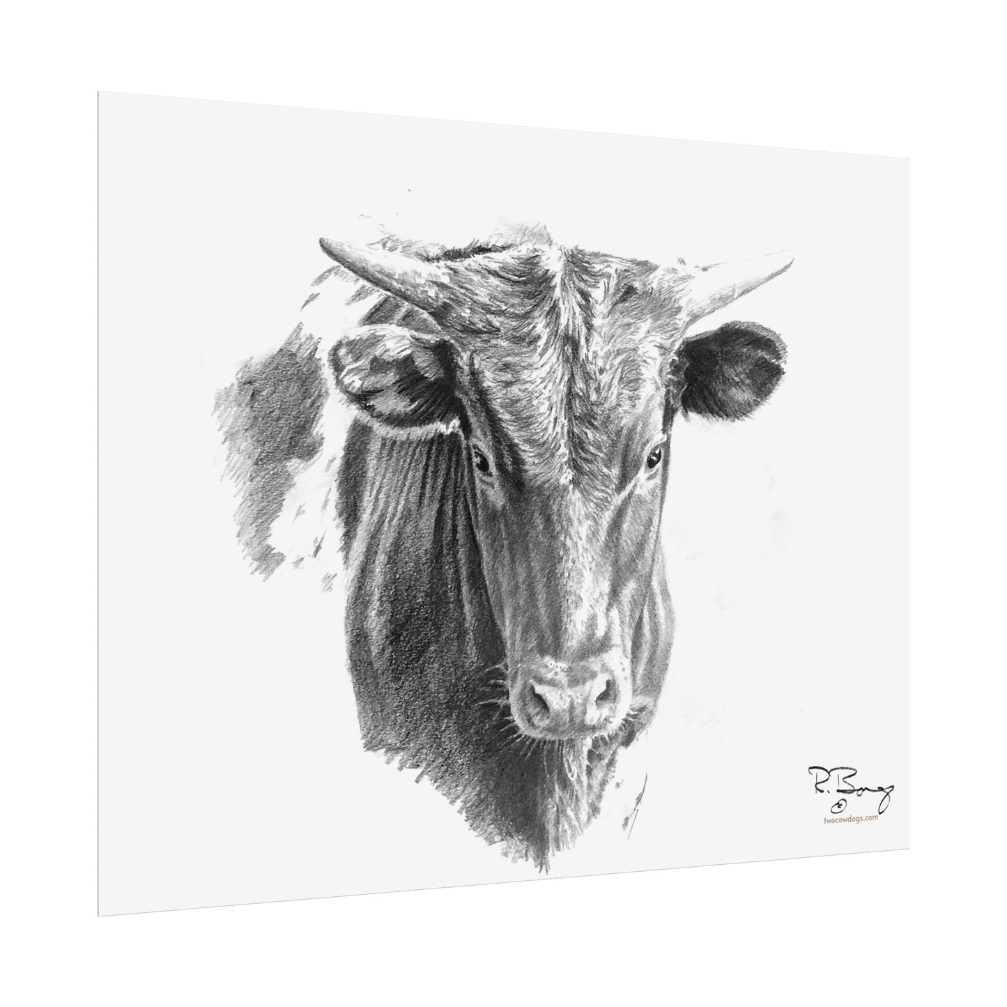Young Longhorn Steer, Custom Print