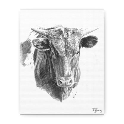 Young Longhorn Steer, stretched Canvas