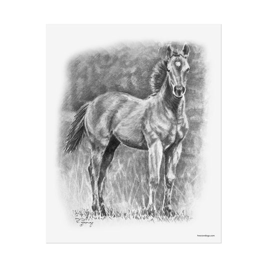 Young Stud Colt, Quarter Horse Matte Design