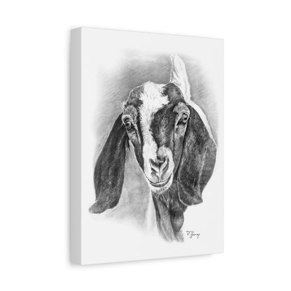 Boer Goat Canvas