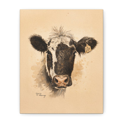 Scruffy Cow Portrait Stretched Canvas