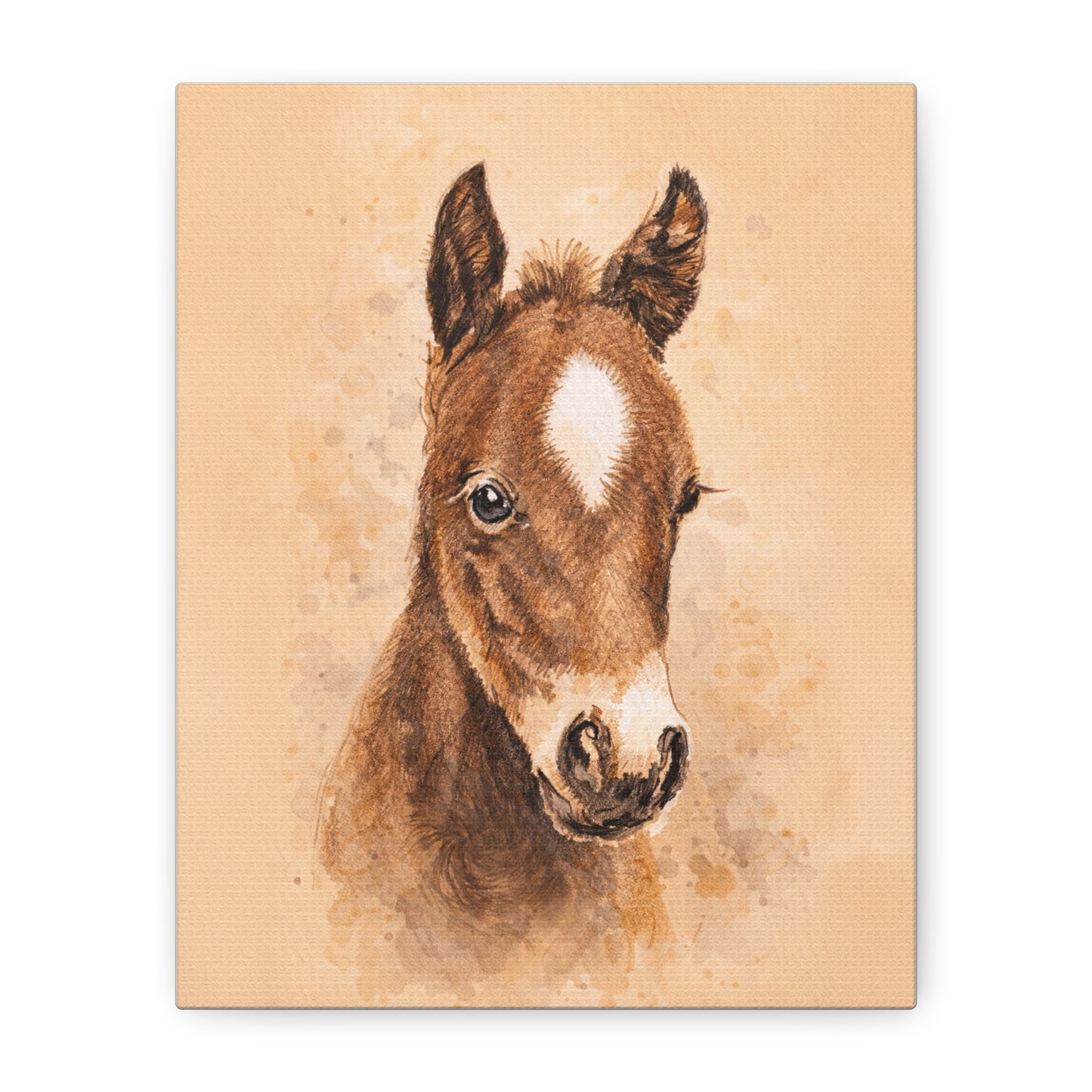 Star Colt Stretched Canvas Print