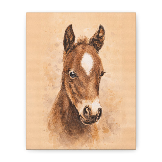 Star Colt Stretched Canvas Print