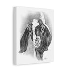 Boer Goat Canvas