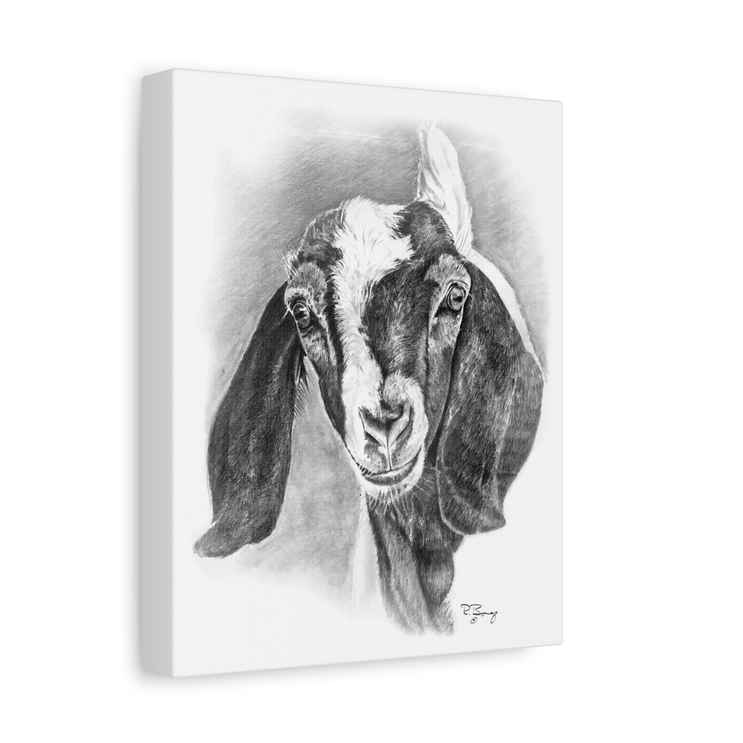 Boer Goat Canvas