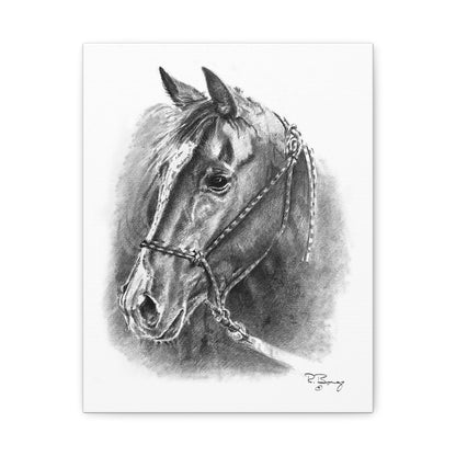 Quarter Horse Halter Custom Stretched Canvas
