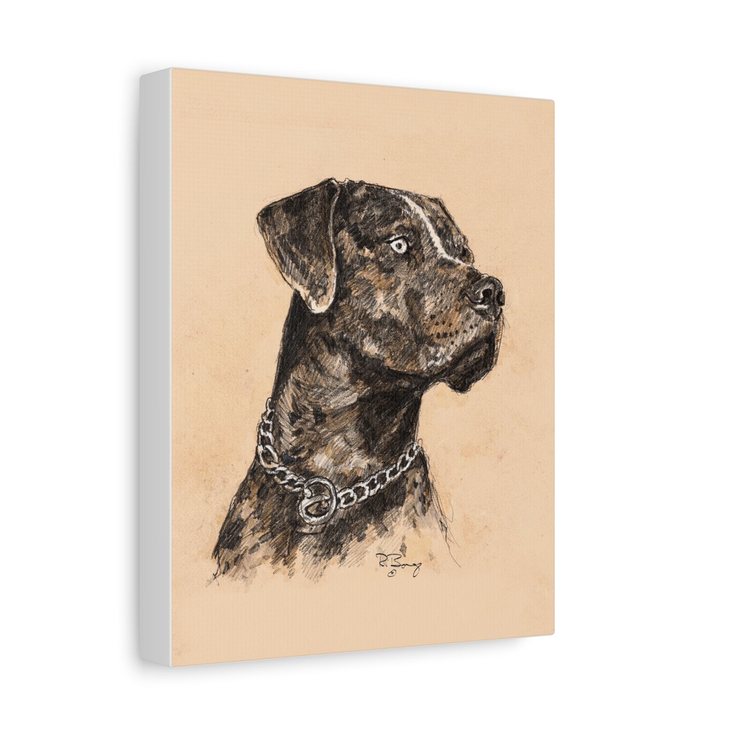 Catahoula Stretched Canvas Print