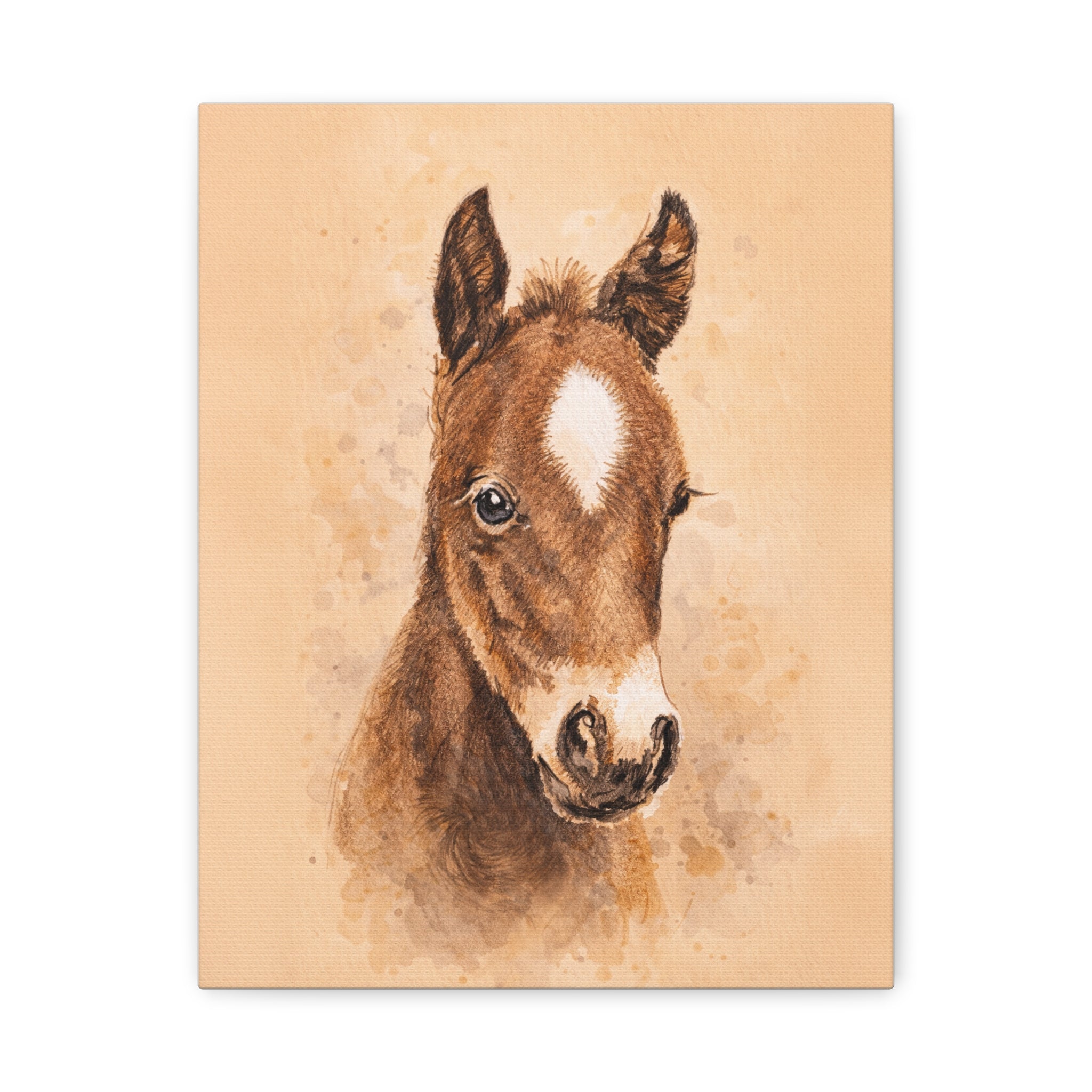 Star Colt Stretched Canvas Print
