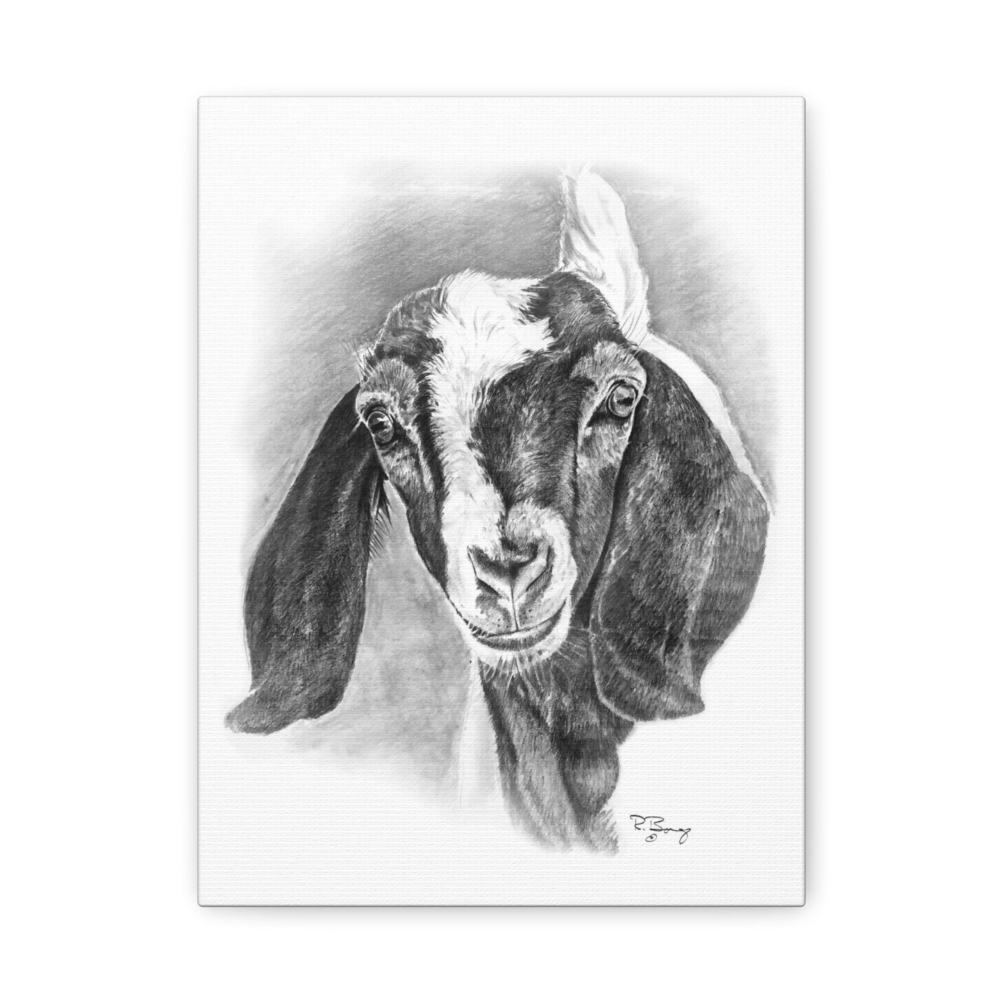 Boer Goat Canvas