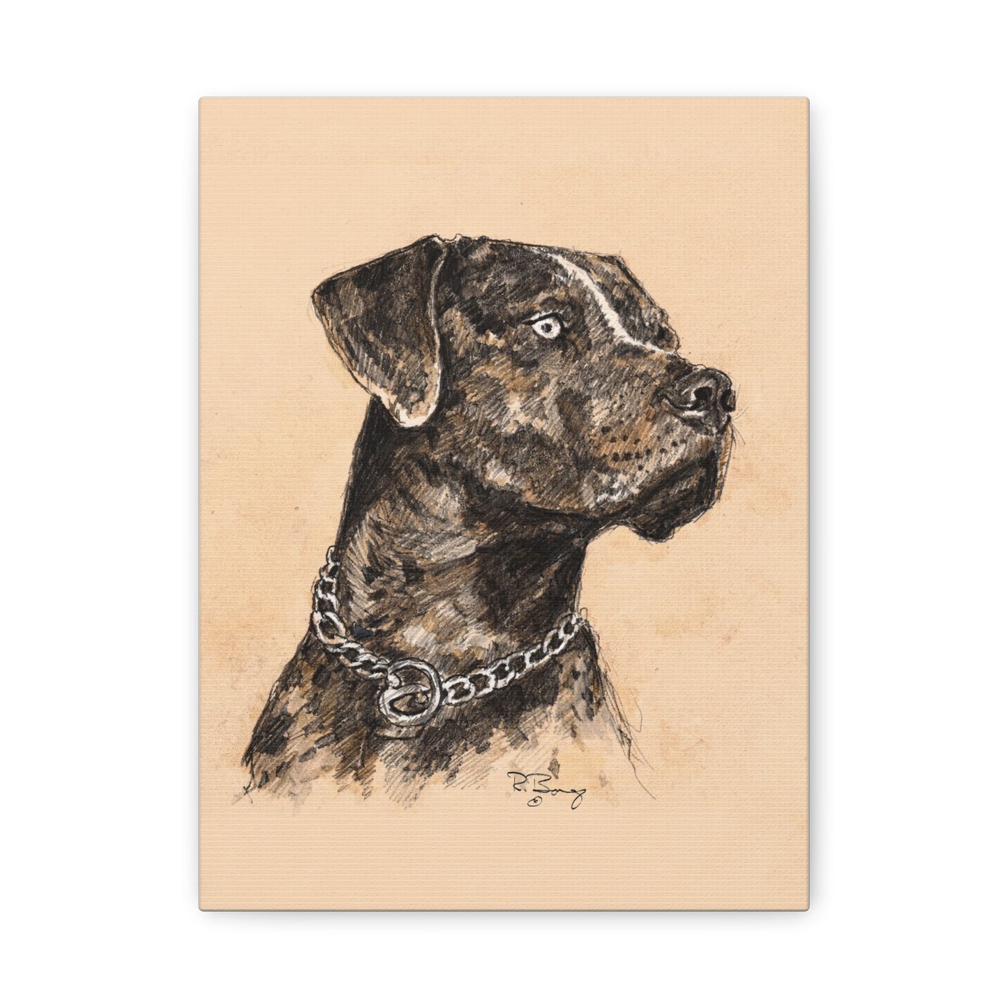 Catahoula Stretched Canvas Print