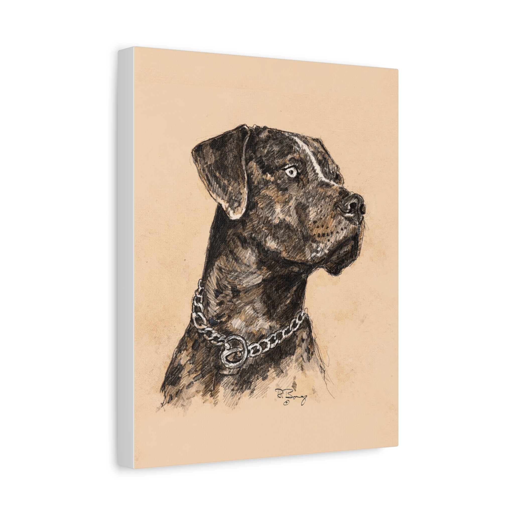 Catahoula Stretched Canvas Print