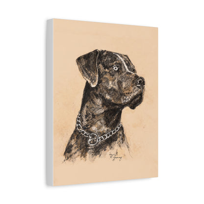 Catahoula Stretched Canvas Print