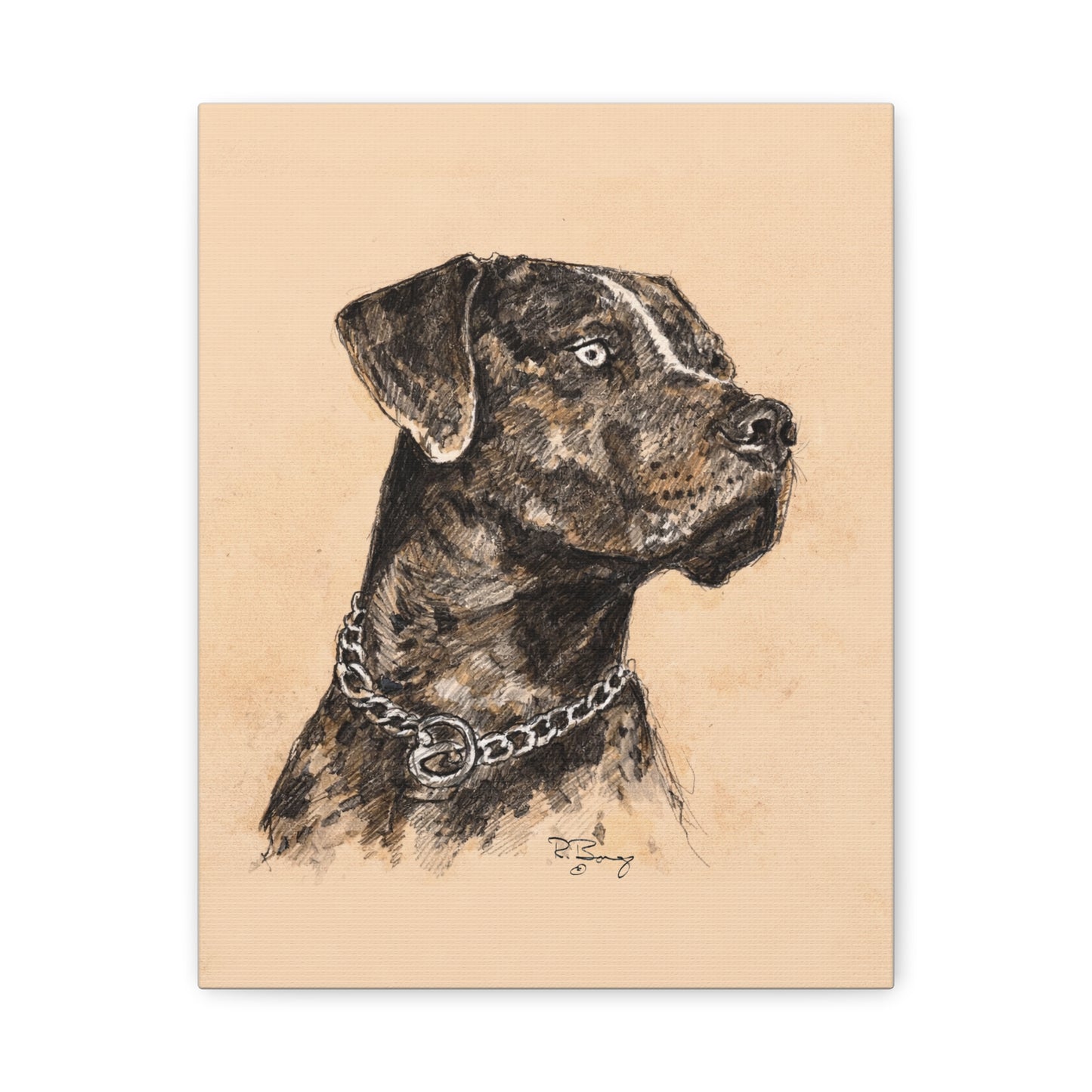 Catahoula Stretched Canvas Print