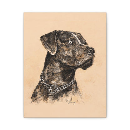Catahoula Stretched Canvas Print