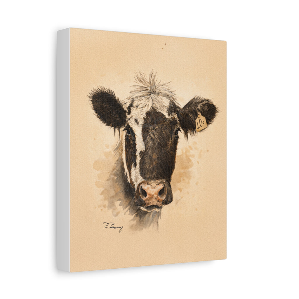 Scruffy Cow Portrait Stretched Canvas