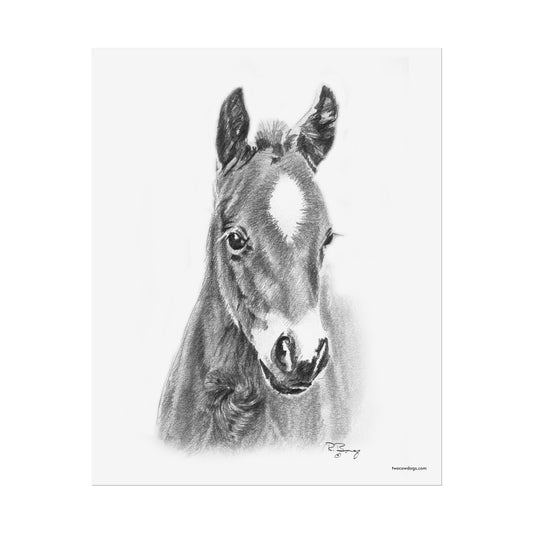 Star Foal, Young Quarter Horse Design