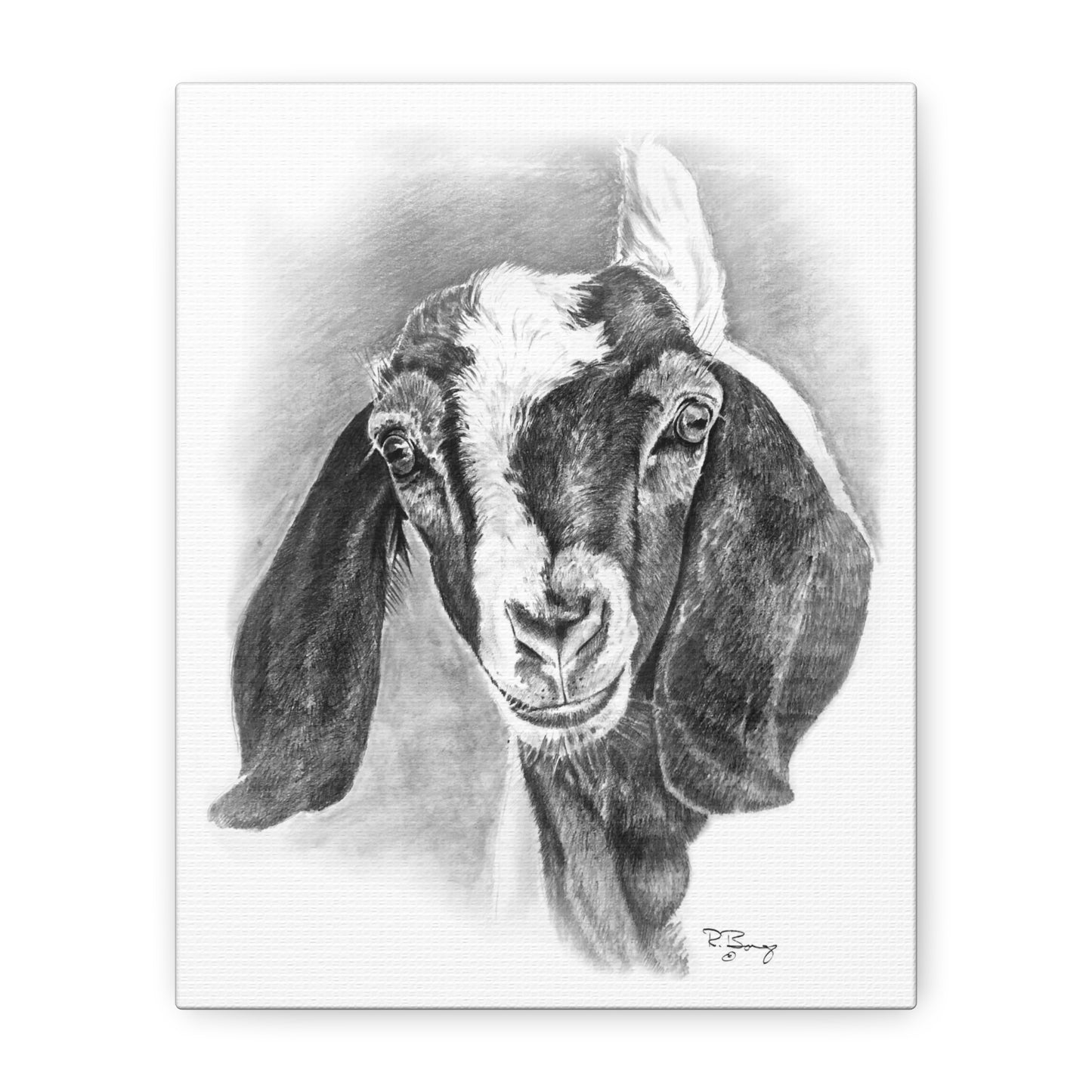 Boer Goat Canvas