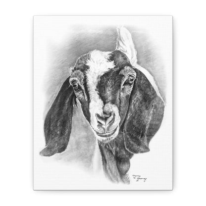 Boer Goat Canvas